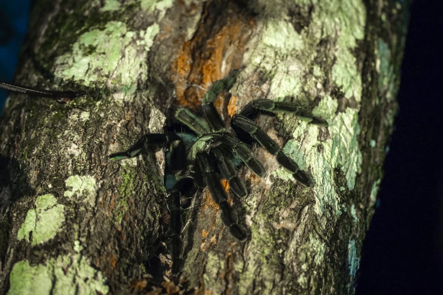 Tarantula Spider Night Trekking