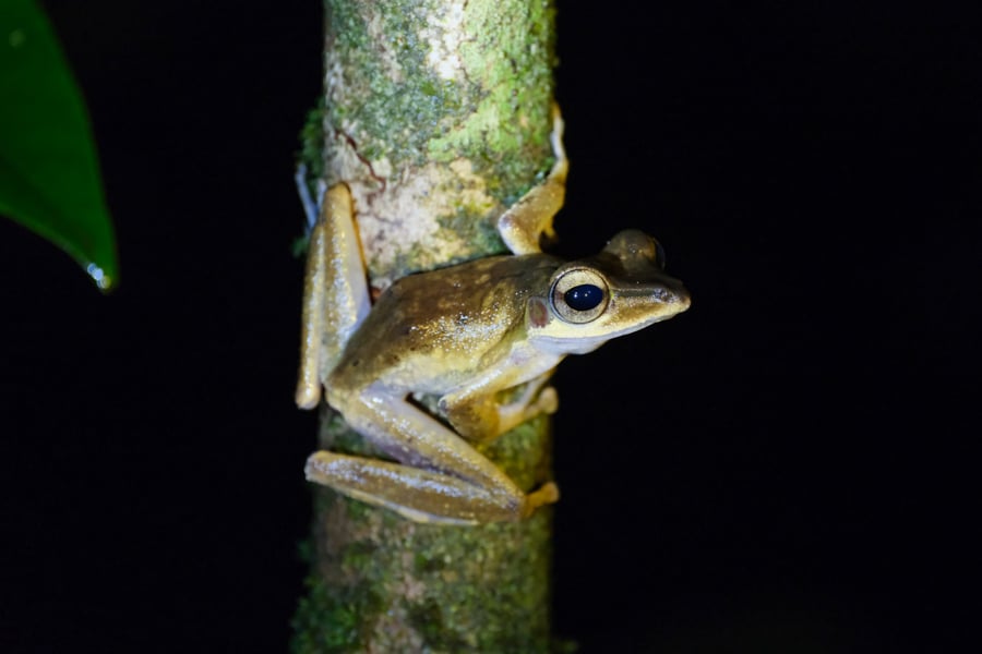 Tree Frog Night Trekking