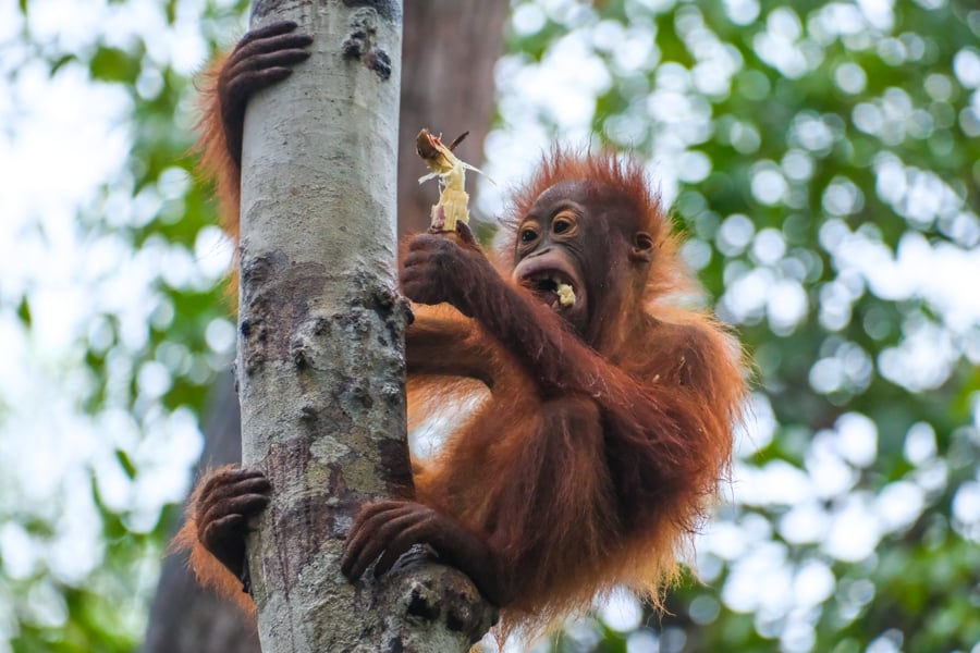 Juvenile orangutan snacking on sugarcane