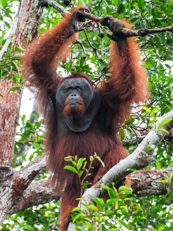Orangutan Tanjung Puting National Park Kalimantan Borneo Wildlife Indonesia