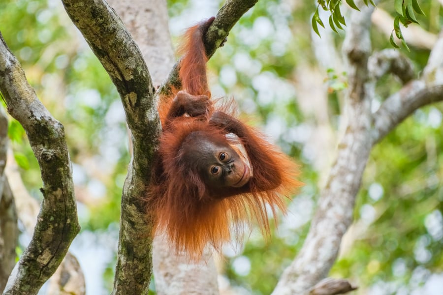 Orangutan Tanjung Puting National Park Kalimantan Borneo Wildlife Indonesia