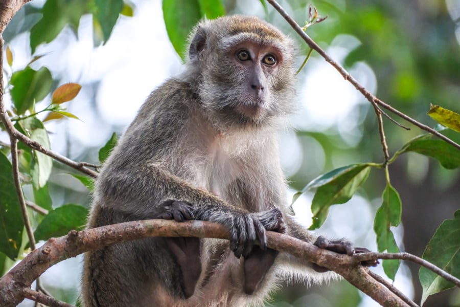 Long tailed macaque monkey