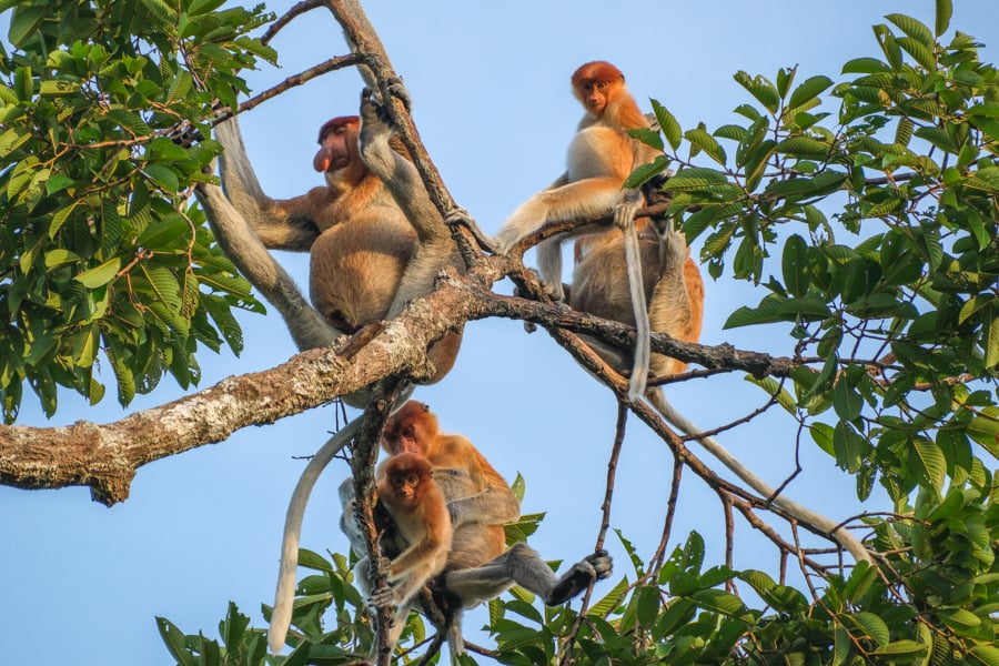Proboscis monkeys in a tree