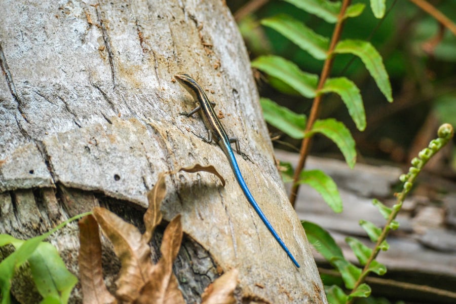 Blue Tailed Lizard Skink