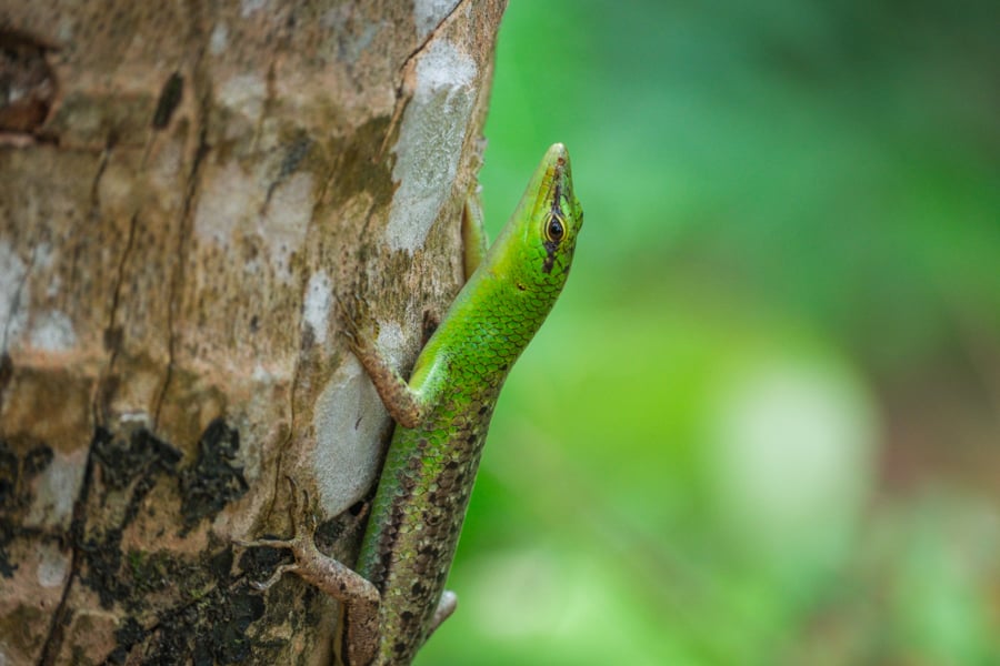 Green Lizard On A Tree