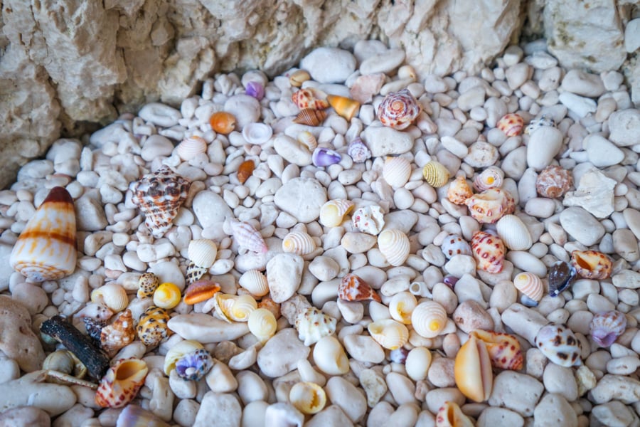 Colorful Seashells