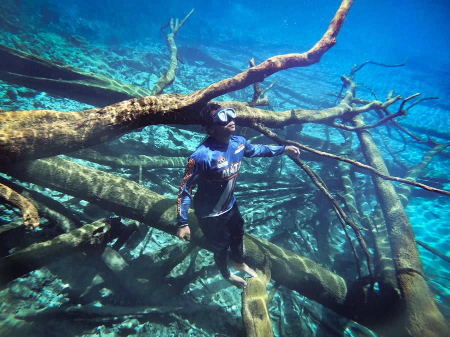 Underwater Blue Snorkeling Trees